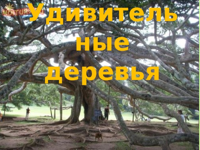 Удивительные деревья 