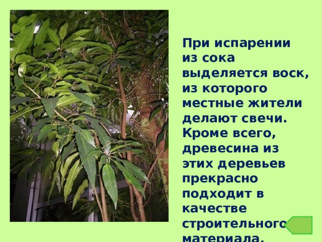 При испарении из сока выделяется воск, из которого местные жители делают свечи. Кроме всего, древесина из этих деревьев прекрасно подходит в качестве строительного материала. 