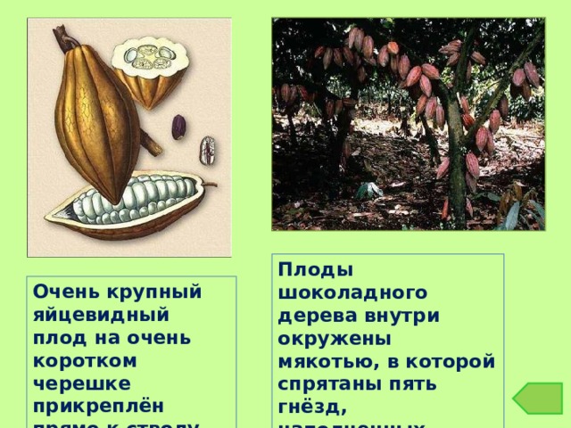 Плоды шоколадного дерева внутри окружены мякотью, в которой спрятаны пять гнёзд, наполненных множеством семян. Очень крупный яйцевидный плод на очень коротком черешке прикреплён прямо к стволу. 