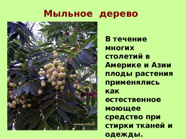 Мыльное дерево В течение многих столетий в Америке и Азии плоды растения применялись как естественное моющее средство при стирки тканей и одежды. 