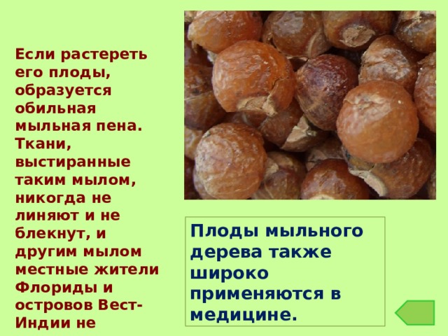 Если растереть его плоды, образуется обильная мыльная пена. Ткани, выстиранные таким мылом, никогда не линяют и не блекнут, и другим мылом местные жители Флориды и островов Вест-Индии не пользуются. Плоды мыльного дерева также широко применяются в медицине . 