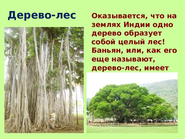 Дерево-лес Оказывается, что на землях Индии одно дерево образует собой целый лес! Баньян, или, как его еще называют, дерево-лес, имеет не один, а тысячи стволов. 