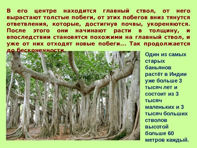 В его центре находится главный ствол, от него вырастают толстые побеги, от этих побегов вниз тянутся ответвления, которые, достигнув почвы, укореняются. После этого они начинают расти в толщину, и впоследствии становятся похожими на главный ствол, и уже от них отходят новые побеги... Так продолжается до бесконечности.  Один из самых старых баньянов растёт в Индии уже больше 3 тысяч лет и состоит из 3 тысяч маленьких и 3 тысяч больших стволов высотой больше 60 метров каждый. 