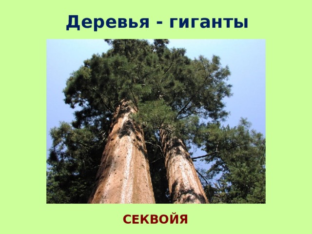 Деревья - гиганты СЕКВОЙЯ 