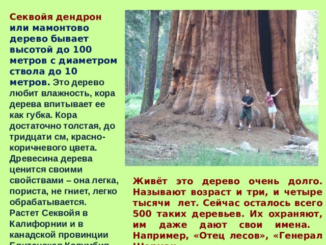 Секвойя дендрон или мамонтово дерево бывает высотой до 100 метров с диаметром ствола до 10 метров. Это дерево любит влажность, кора дерева впитывает ее как губка. Кора достаточно толстая, до тридцати см, красно-коричневого цвета. Древесина дерева ценится своими свойствами – она легка, пориста, не гниет, легко обрабатывается. Растет Секвойя в Калифорнии и в канадской провинции Британская Колумбия.  Живёт это дерево очень долго. Называют возраст и три, и четыре тысячи лет. Сейчас осталось всего 500 таких деревьев. Их охраняют, им даже дают свои имена. Например, «Отец лесов», «Генерал Шерман». 