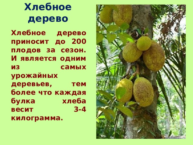 Хлебное дерево Хлебное дерево приносит до 200 плодов за сезон. И является одним из самых урожайных деревьев, тем более что каждая булка хлеба весит 3-4 килограмма. 