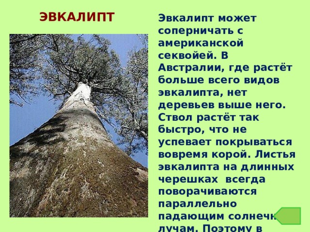 ЭВКАЛИПТ Эвкалипт может соперничать с американской секвойей. В Австралии, где растёт больше всего видов эвкалипта, нет деревьев выше него. Ствол растёт так быстро, что не успевает покрываться вовремя корой. Листья эвкалипта на длинных черешках всегда поворачиваются параллельно падающим солнечным лучам. Поэтому в эвкалиптовом лесу всегда светло. 