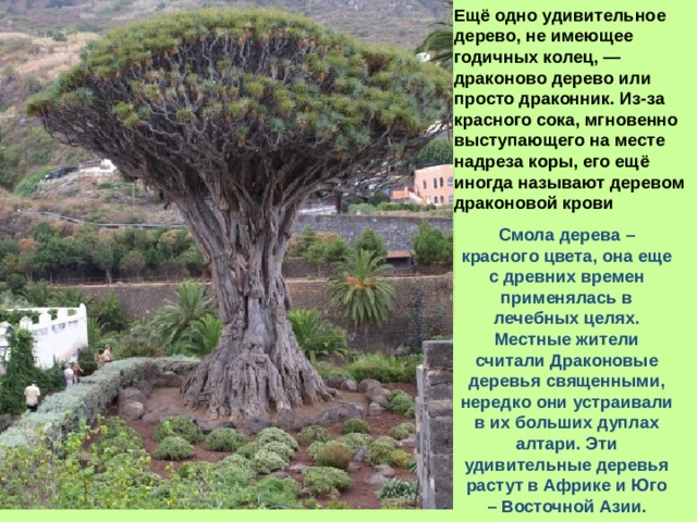Ещё одно удивительное дерево, не имеющее годичных колец, — драконово дерево или просто драконник. Из-за красного сока, мгновенно выступающего на месте надреза коры, его ещё иногда называют деревом драконовой крови Смола дерева – красного цвета, она еще с древних времен применялась в лечебных целях. Местные жители считали Драконовые деревья священными, нередко они устраивали в их больших дуплах алтари. Эти удивительные деревья растут в Африке и Юго – Восточной Азии.  Размеры дерева не велики – в высоту до 20 метров, диаметр до 4 метров. Возраст дерева может достигать несколько тысяч лет, точнее определить невозможно. Ствол дерева причудливо ветвится, каждая ветвь заканчивается пучком длинных и узких листьев. 