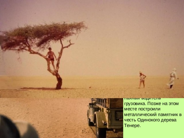 Дерево Тенере- это одинокая акация, растущая в пустыне Сахара в Нигере. Дереву было более 300 лет и оно было единственным деревом в радиусе 400 км. Некогда здесь был лес, постепенно съедаемый пустыней и ветрами. Эта последняя акация дала столь длинные корни, что они позволяли вытягивать воду с огромной глубины.   Печальтно, но в 1973 году дерево Тенере сбил пьяный водитель грузовика. Позже на этом месте построили металлический памятник в честь Одинокого дерева Тенере. 