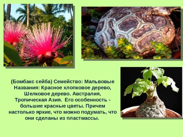 ( Бомбакс сейба) Семейство: Мальвовые Названия: Красное хлопковое дерево, Шелковое дерево. Австралия, Тропическая Азия. Его особенность - большие красные цветы. Причем настолько яркие, что можно подумать, что они сделаны из пластмассы. 