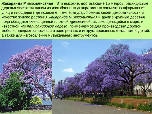 Жакаранда Мимозалистная   Эти высокие, достигающие 15 метров, раскидистые деревья являются одним из излюбленных декоративных элементов оформления улиц и площадей (где позволяет температура). Помимо своей декоративности в качестве живого растения  жакаранда мимозолистная  и другие крупные деревья рода обладают очень ценной плотной древесиной, высоко ценящейся в мире, и известной как  палисандровое дерево , применяемое для производства дорогой мебели, предметов роскоши в виде резных и инкрустированных металлом изделий, а также для изготовления музыкальных инструментов. 