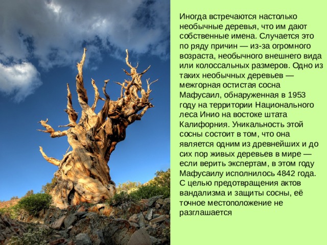 Иногда встречаются настолько необычные деревья, что им дают собственные имена. Случается это по ряду причин — из-за огромного возраста, необычного внешнего вида или колоссальных размеров. Одно из таких необычных деревьев — межгорная остистая сосна Мафусаил, обнаруженная в 1953 году на территории Национального леса Инио на востоке штата Калифорния. Уникальность этой сосны состоит в том, что она является одним из древнейших и до сих пор живых деревьев в мире — если верить экспертам, в этом году Мафусаилу исполнилось 4842 года. С целью предотвращения актов вандализма и защиты сосны, её точное местоположение не разглашается 