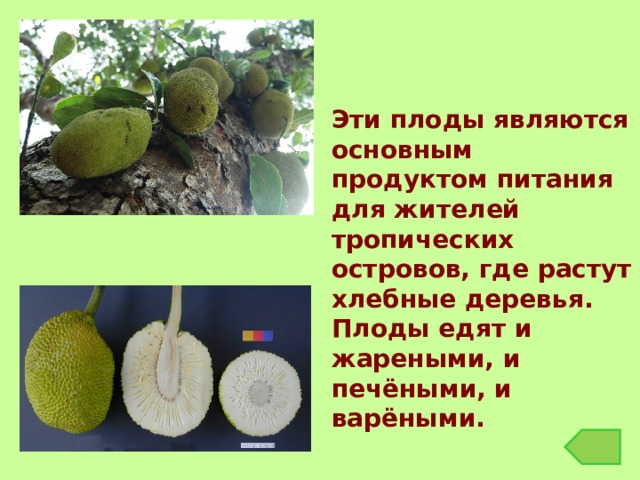 Эти плоды являются основным продуктом питания для жителей тропических островов, где растут хлебные деревья. Плоды едят и жареными, и печёными, и варёными. 