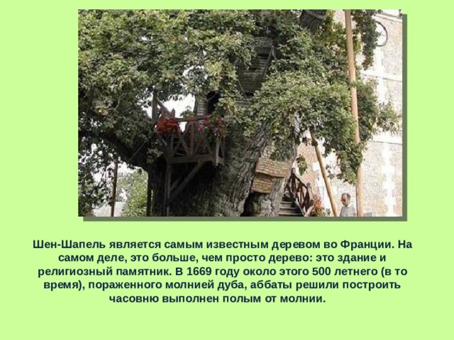 Шен-Шапель является самым известным деревом во Франции. На самом деле, это больше, чем просто дерево: это здание и религиозный памятник. В 1669 году около этого 500 летнего (в то время), пораженного молнией дуба, аббаты решили построить часовню выполнен полым от молнии. 