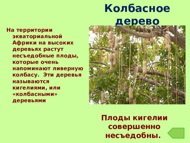 Колбасное дерево На территории экваториальной Африки на высоких деревьях растут несъедобные плоды, которые очень напоминают ливерную колбасу. Эти деревья называются кигелиями, или «колбасными» деревьями Плоды кигелии совершенно несъедобны. 
