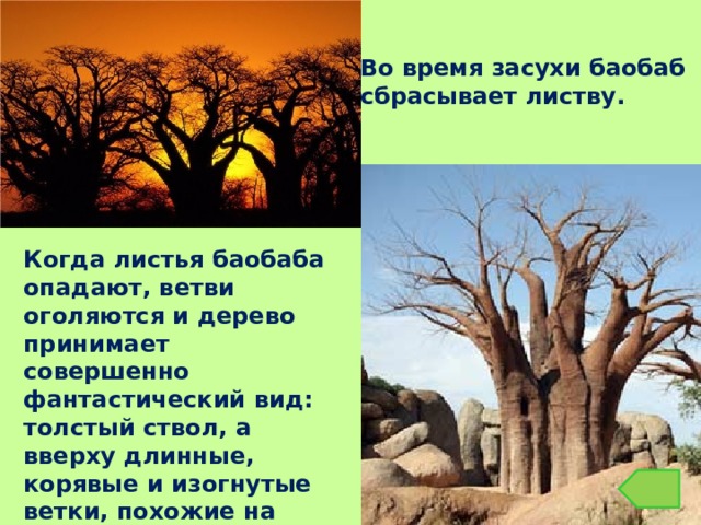 Во время засухи баобаб сбрасывает листву. Когда листья баобаба опадают, ветви оголяются и дерево принимает совершенно фантастический вид: толстый ствол, а вверху длинные, корявые и изогнутые ветки, похожие на корни. 