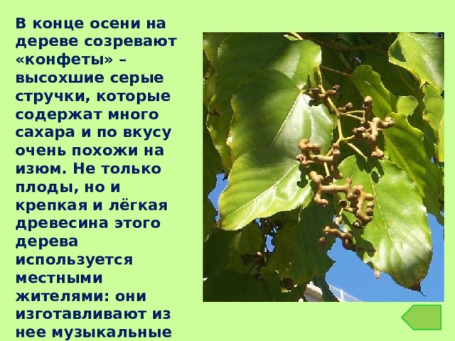 В конце осени на дереве созревают «конфеты» – высохшие серые стручки, которые содержат много сахара и по вкусу очень похожи на изюм. Не только плоды, но и крепкая и лёгкая древесина этого дерева используется местными жителями: они изготавливают из нее музыкальные инструменты и некоторые виды мебели. 