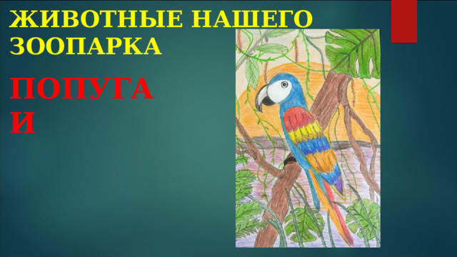 ЖИВОТНЫЕ НАШЕГО ЗООПАРКА ПОПУГАИ 