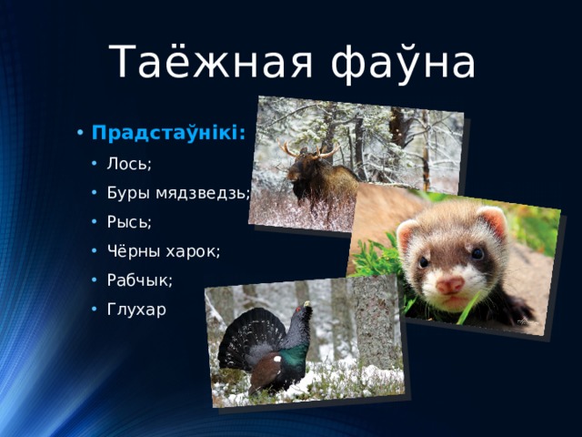 Таёжная фаўна Прадстаўнікі: Лось; Буры мядзведзь; Рысь; Чёрны харок; Рабчык; Глухар Лось; Буры мядзведзь; Рысь; Чёрны харок; Рабчык; Глухар 