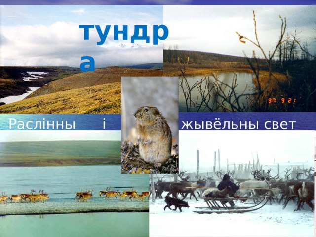 тундра жывёльны свет Раслінны і 
