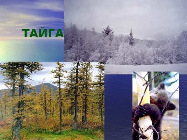  ТАЙГА 