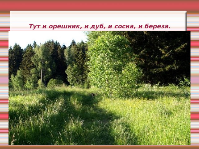 Тут и орешник, и дуб, и сосна, и береза. 