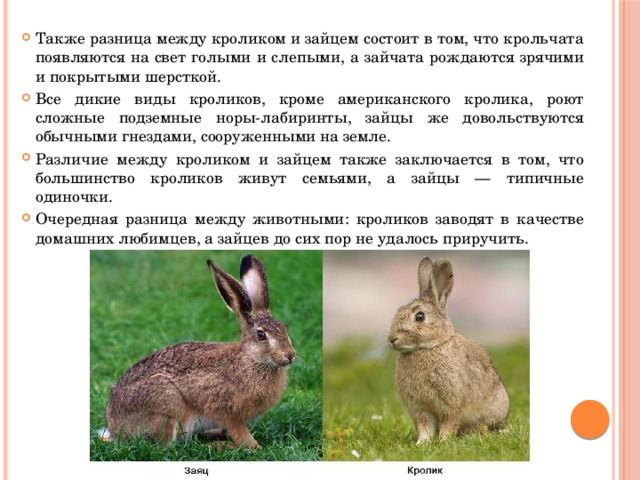 Также разница между кроликом и зайцем состоит в том, что крольчата появляются на свет голыми и слепыми, а зайчата рождаются зрячими и покрытыми шерсткой. Все дикие виды кроликов, кроме американского кролика, роют сложные подземные норы-лабиринты, зайцы же довольствуются обычными гнездами, сооруженными на земле. Различие между кроликом и зайцем также заключается в том, что большинство кроликов живут семьями, а зайцы — типичные одиночки. Очередная разница между животными: кроликов заводят в качестве домашних любимцев, а зайцев до сих пор не удалось приручить. 