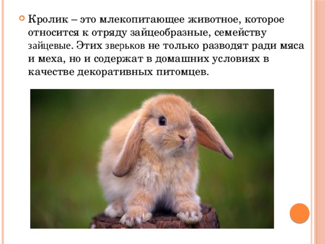 Кролик – это млекопитающее животное, которое относится к отряду зайцеобразные, семейству зайцевые . Этих зверьков не только разводят ради мяса и меха, но и содержат в домашних условиях в качестве декоративных питомцев. 