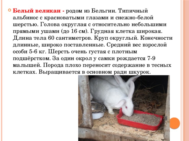 Белый великан - родом из Бельгии. Типичный альбинос с красноватыми глазами и снежно-белой шерстью. Голова округлая с относительно небольшими прямыми ушами (до 16 см). Грудная клетка широкая. Длина тела 60 сантиметров. Круп округлый. Конечности длинные, широко поставленные. Средний вес взрослой особи 5-6 кг. Шерсть очень густая с плотным подшёрстком. За один окрол у самки рождается 7-9 малышей. Порода плохо переносит содержание в тесных клетках. Выращивается в основном ради шкурок. 