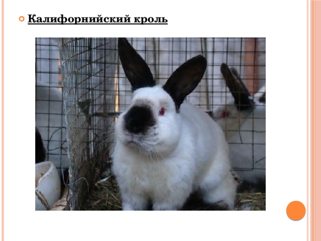 Калифорнийский кроль  