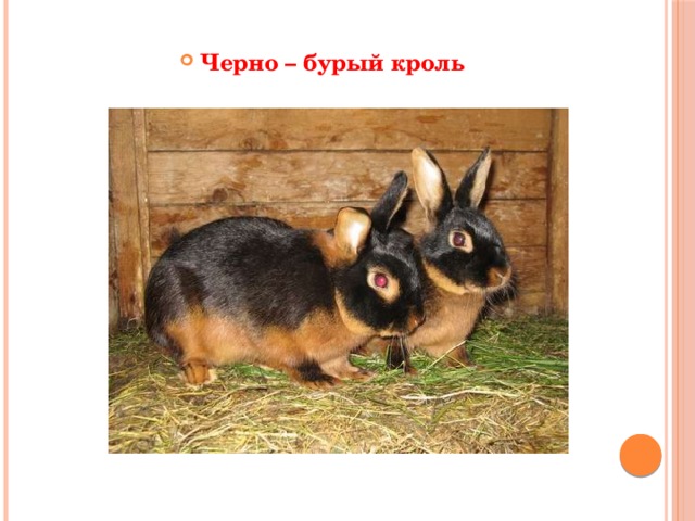 Черно – бурый кроль 