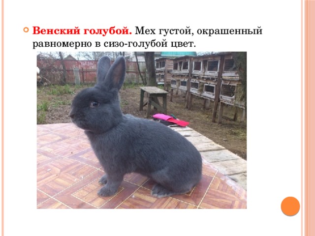 Венский голубой. Мех густой, окрашенный равномерно в сизо-голубой цвет. 