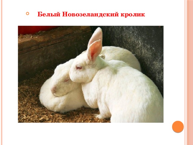 Белый Новозеландский кролик   