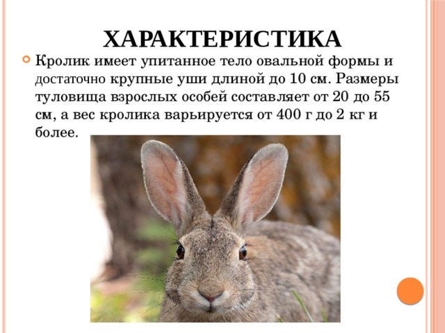 Характеристика   Кролик имеет упитанное тело овальной формы и достаточно крупные уши длиной до 10 см. Размеры туловища взрослых особей составляет от 20 до 55 см, а вес кролика варьируется от 400 г до 2 кг и более. 