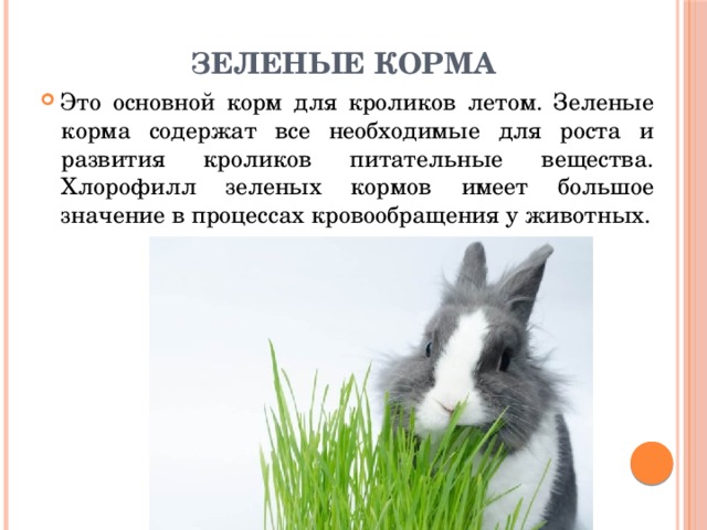 Зеленые корма Это основной корм для кроликов летом. Зеленые корма содержат все необходимые для роста и развития кроликов питательные вещества. Хлорофилл зеленых кормов имеет большое значение в процессах кровообращения у животных. 