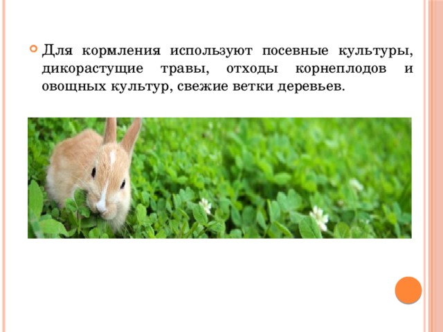 Для кормления используют посевные культуры, дикорастущие травы, отходы корнеплодов и овощных культур, свежие ветки деревьев. 