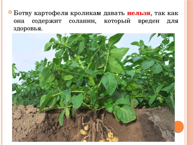 Ботву картофеля кроликам давать нельзя , так как она содержит соланин, который вреден для здоровья. 