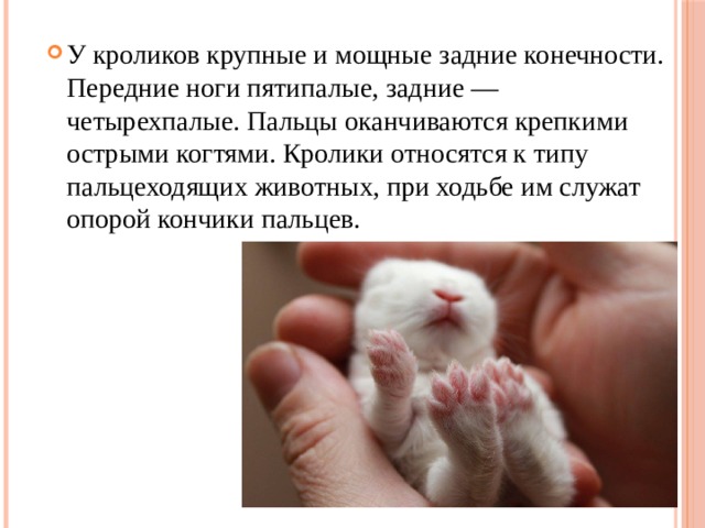 У кроликов крупные и мощные задние конечности. Передние ноги пятипалые, задние — четырехпалые. Пальцы оканчиваются крепкими острыми когтями. Кролики относятся к типу пальцеходящих животных, при ходьбе им служат опорой кончики пальцев. 
