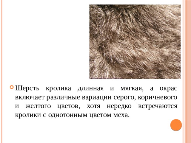 Шерсть кролика длинная и мягкая, а окрас включает различные вариации серого, коричневого и желтого цветов, хотя нередко встречаются кролики с однотонным цветом меха. 