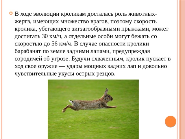 В ходе эволюции кроликам досталась роль животных-жертв, имеющих множество врагов, поэтому скорость кролика, убегающего зигзагообразными прыжками, может достигать 30 км/ч, а отдельные особи могут бежать со скоростью до 56 км/ч. В случае опасности кролики барабанят по земле задними лапами, предупреждая сородичей об угрозе. Будучи схваченным, кролик пускает в ход свое оружие — удары мощных задних лап и довольно чувствительные укусы острых резцов. 