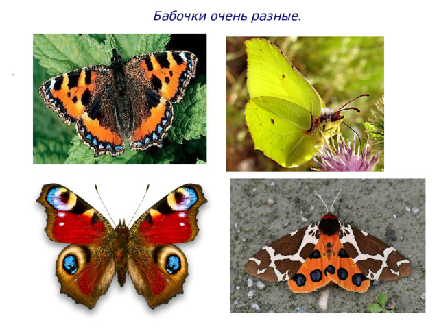 Бабочки очень разные. . 