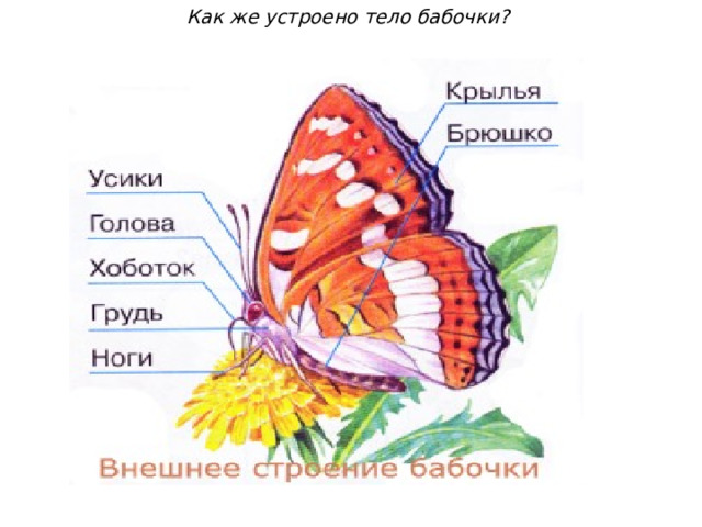 Как же устроено тело бабочки?    