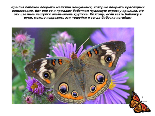 Крылья бабочек покрыты мелкими чешуйками, которые покрыты красящими веществами. Вот они то и придают бабочкам чудесную окраску крыльев. Но эти цветные чешуйки очень-очень хрупкие. Поэтому, если взять бабочку в руки, можно повредить эти чешуйки и тогда бабочка погибнет   