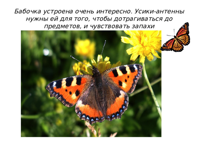 Бабочка устроена очень интересно. Усики-антенны нужны ей для того, чтобы дотрагиваться до предметов, и чувствовать запахи 