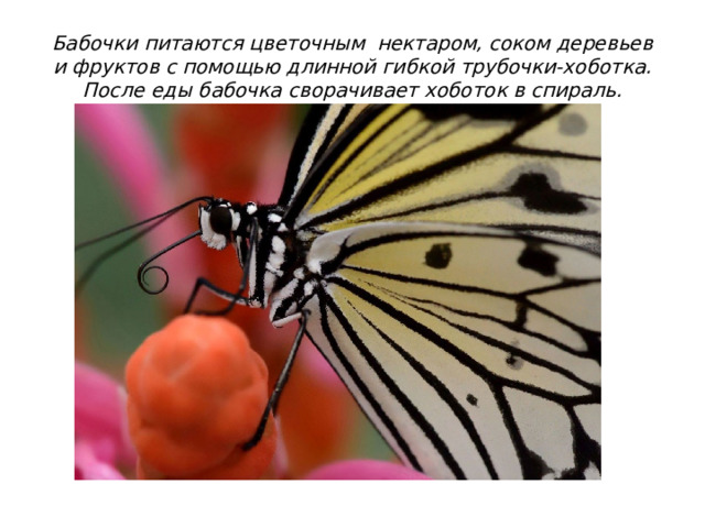 Бабочки питаются цветочным нектаром, соком деревьев и фруктов с помощью длинной гибкой трубочки-хоботка. После еды бабочка сворачивает хоботок в спираль.  