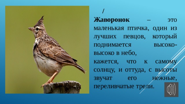  / Жаворонок – это маленькая птичка, один из лучших певцов, который поднимается высоко-высоко в небо, кажется, что к самому солнцу, и оттуда, с высоты звучат его нежные, переливчатые трели. 