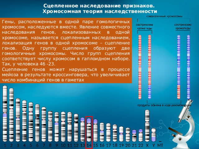 Сцепленное наследование признаков.  Хромосомная теория наследственности Гены, расположенные в одной паре гомологичных хромосом, наследуются вместе. Явление совместного наследования генов, локализованных в одной хромосоме, называется сцепленным наследованием, локализация генов в одной хромосоме – сцепление генов. Одну группу сцепления образуют две гомологичные хромосомы. Число групп сцепления соответствует числу хромосом в гаплоидном наборе. Так, у человека 46 -23. Сцепление генов может нарушаться в процессе мейоза в результате кроссинговера, что увеличивает число комбинаций генов в гаметах 