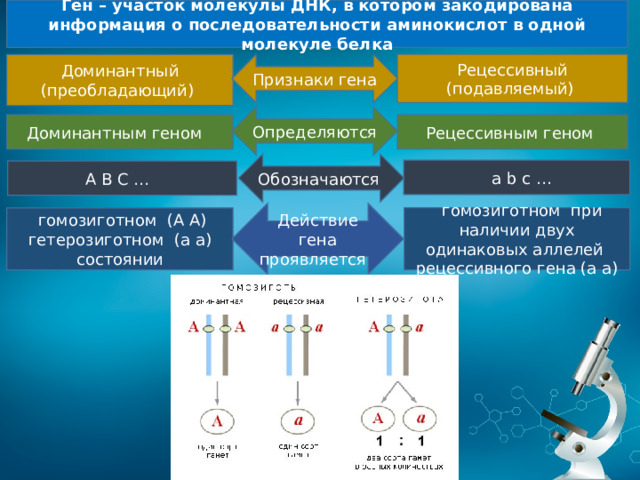 Ген – участок молекулы ДНК, в котором закодирована информация о последовательности аминокислот в одной молекуле белка Рецессивный (подавляемый) Доминантный Признаки гена (преобладающий) Определяются Доминантным геном Рецессивным геном Обозначаются  a b c … А В С … Действие гена проявляется  гомозиготном при наличии двух одинаковых аллелей рецессивного гена (а а)  гомозиготном (А А) гетерозиготном (а а) состоянии 
