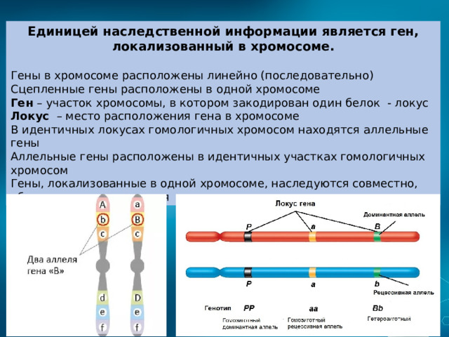 Единицей наследственной информации является ген, локализованный в хромосоме.  Гены в хромосоме расположены линейно (последовательно) Сцепленные гены расположены в одной хромосоме Ген – участок хромосомы, в котором закодирован один белок - локус Локус – место расположения гена в хромосоме В идентичных локусах гомологичных хромосом находятся аллельные гены  Аллельные гены расположены в идентичных участках гомологичных хромосом Гены, локализованные в одной хромосоме, наследуются совместно, образуя группу сцепления   