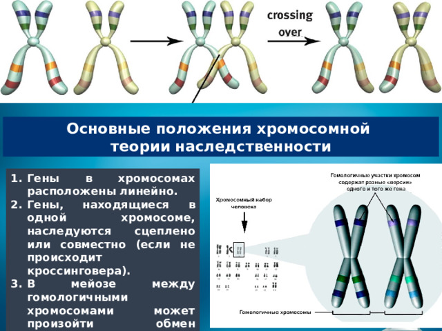 Основные положения хромосомной теории  наследственности Гены в хромосомах расположены линейно. Гены, находящиеся в одной хромосоме, наследуются сцеплено или совместно (если не происходит кроссинговера). В мейозе между гомологичными хромосомами может произойти обмен участками – кроссинговер. 
